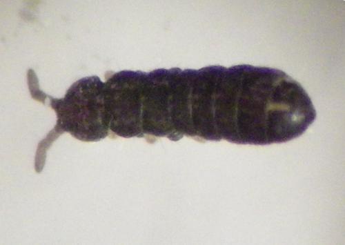 Vertagopus cinereus